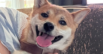 hugo pet sitter à NEUVILLE DE POITOU 86170_4