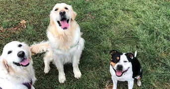 larose pet sitter à ISTRES 13800