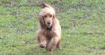 marie-astrid pet sitter à BEGLES 33130_2
