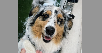 florian pet sitter à COURBEVOIE 92400_1