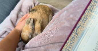 marine pet sitter à ST SEBASTIEN DE MORSENT 27180_2