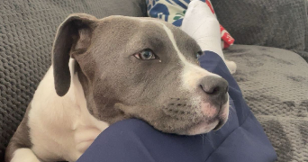 laiana pet sitter à BEZANNES 51430_0