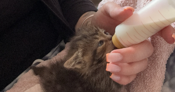 chloé pet sitter à VERDUN 55100_0