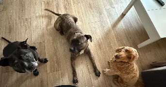 estelle pet sitter à BUCHELAY 78200_1