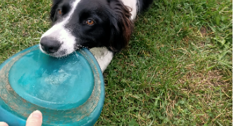 céline dog sitter à VEYNES 05400_3