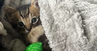 océane cat sitter à BOLLENE 84500