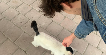 alban pet sitter à CHAVILLE 92370_4