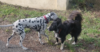 anne pet sitter à GUEMENE PENFAO 44290_9