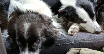 camille pet sitter à Saint urcisse 81630_3