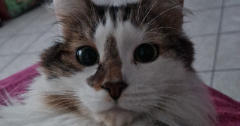 muriel pet sitter à GOLBEY 88190_3