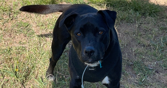 roxanne pet sitter à VIDAUBAN 83550_2