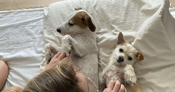 isac pet sitter à PACE 35740_1