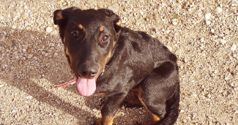 aurélie pet sitter à BRENS 81600_1