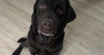 lena pet sitter à AMIENS 80000_4