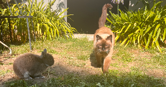 monica pet sitter à RENNES 35200_4