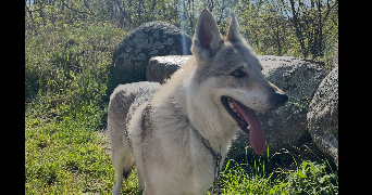 emma pet sitter à ST GENIS DES FONTAINES 66740_3