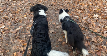 Hugues pet sitter à L ISLE ADAM 95290_4