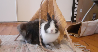 anna pet sitter à BREST 29200_3