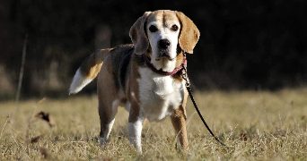 marie-elodie pet sitter à MONTPEYROUX 63114_0