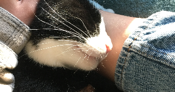 sarah pet sitter à ST HERBLAIN 44800_1