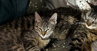 maël pet sitter à BOULOGNE BILLANCOURT 92100_2