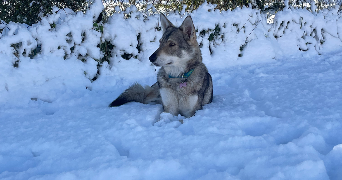 nathan pet sitter à CONCHES EN OUCHE 27190_1