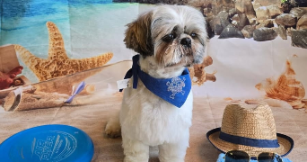 severine pet sitter à SAVIGNY SUR ORGE 91600_2