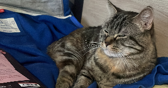 carla pet sitter à VILLEFRANCHE SUR SAONE 69400_3