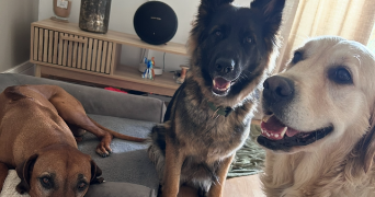 clémentine pet sitter à CHILLY MAZARIN 91380_6