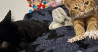 mélodie pet sitter à CLERMONT L HERAULT 34800_2