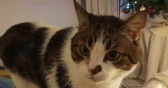 solène pet sitter à LYON 02 69002_7
