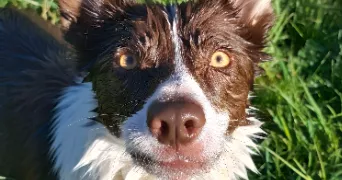 oceane pet sitter à EUVILLE 55200