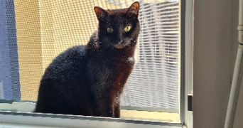 gaelle pet sitter à NOYAL SUR VILAINE 35530_6