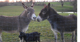 marie pet sitter à Floirac 33240_2