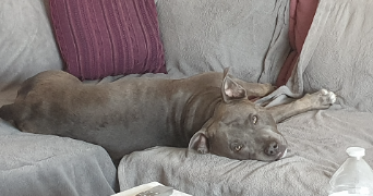 séverine  pet sitter à CERGY 95000_1