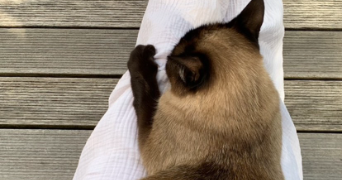 léane pet sitter à Tressignaux 22290_1