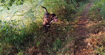 lola pet sitter à ALLASSAC 19240_0