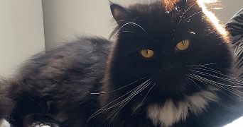 assita pet sitter à MANTES LA JOLIE 78200_2