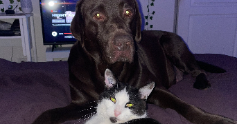 doriane pet sitter à SIX FOURS LES PLAGES 83140_1