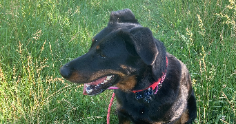 nyla pet sitter à ST DONAT SUR L HERBASSE 26260_2