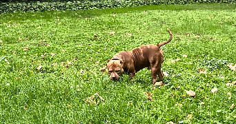 solene pet sitter à VILLEURBANNE 69100_1