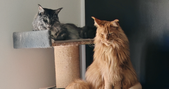 virginie pet sitter à VIAS 34450_2