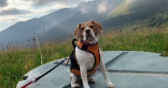 salomée  pet sitter à Mortagne-sur-sèvre 85290_0