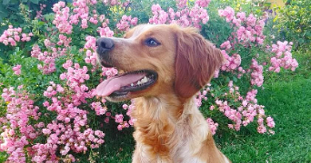 pauline pet sitter à Fitilieu 38490_6
