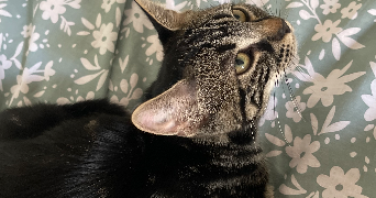 sarah pet sitter à ORLEANS 45100_4