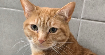 julie pet sitter à PONTFAVERGER MORONVILLIERS 51490_5