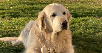 baptiste pet sitter à PARIS 07 75007_2
