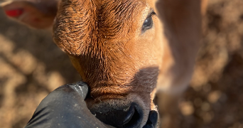 morgane pet sitter à VILLEFRANQUE 65700_8