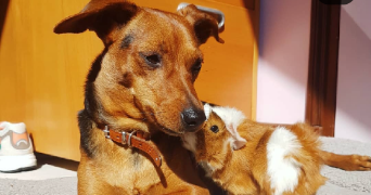 erwann pet sitter à ANGERS 49000_2