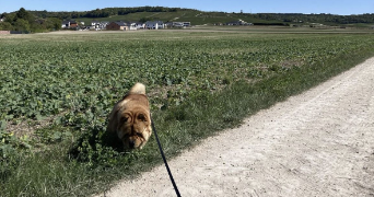 enola pet sitter à CERNAY LES REIMS 51420_1